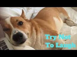 Beallitasok Youtube Funny Animal Videos Funny Animals Animal Gifs