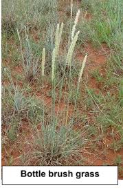 Image result for Anthephora pubescens