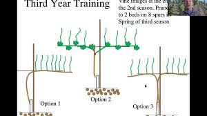 Image result for grape pruning