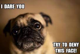 Funny Pug Dog Meme Pun Lol Cute Pugs Pugs Funny Pugs
