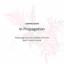 Image result for Calvoa orientalis