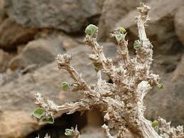 Image result for Corallocarpus welwitschii