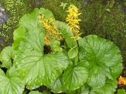 Image result for Ligularia sibirica