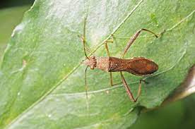 Assassin bugs can deliver a painful bite if handled carelessly. Assassin Bug Beneficial Insect Harvest To Table