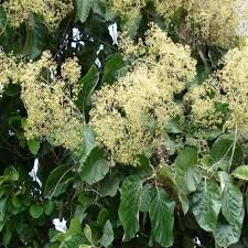 Image result for Tectona