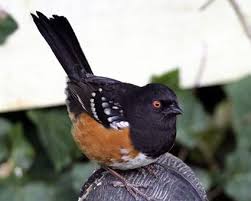 Black And White Spotted Bird With Black Head Spotted Towhees Look Like Big Bird Compared To Some Of The Other Birds We Might See At Our Feeders Not To Be Confuse Beautiful Birds Pretty Birds Bird Types
