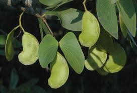 Image result for Colophospermum