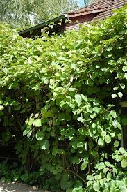 $ 18.00 add to cart. Actinidia Chinensis Wikipedia