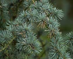 We did not find results for: How To Tell If Your Brown Yellow Or Orange Cedar Tree Is Dying Davey Blog