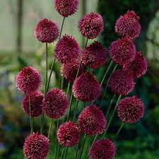Van Zyverden Allium Sphaerocephalon Bulbs Set Of 25 87127 The Home Depot Allium Sphaerocephalon Allium Flowers