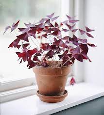 We did not find results for: Shamrock Plant Purple Striking Houseplants Oxalis Butterfly Etsy In 2021 Butterfly Plants Shamrock Plant Plants