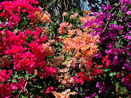 Broadleaved choices for usda zone 9 include the armand clematis (clematis armandii), a fast grower that reaches lengths to 25 feet. Sacramento Landscaping Recommended Vines Sacramento Landscape