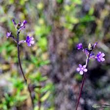 Image result for Buchnera attenuata