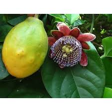 Image result for Passiflora quadrangularis
