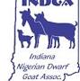 Nigerian Dwarf goats for sale Indiana from www.twinwillowsfarm.net
