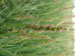 Image result for Panicum monticola