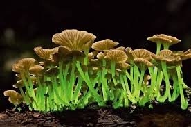 The Magic Faraway Tree Stuffed Mushrooms Fungi The Magic Faraway Tree