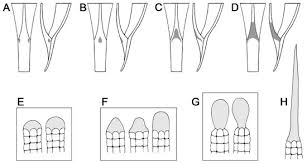 Image result for Lepistemon owariensis