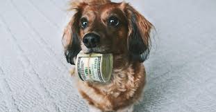 Dit betekent dat u deze belasting aan uw gemeente betaalt, niet aan de belastingdienst. Komt Er Dan Toch Een Einde Aan Hondenbelasting Dogzine