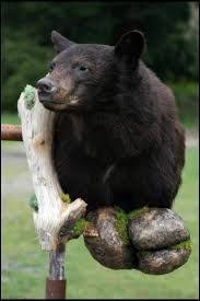 Award Winning Black Bear Shoulder Mount Image Result For Black Bear Shoulder Mount Black Bear Bear Hunting Bear Mounts