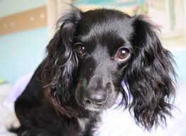 Black And White Cocker Spaniel Poodle Mix Dockers Dachshund And Cocker Spaniel Mix I Have One That I Wouldn T Trade For The World Best Dog Ever Cocker Spaniel Mix Cocker Spaniel Dog Spaniel Dog