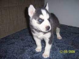 Healthy puppies for caring families. Siberian Husky Puppies For Sale