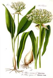 Plantation, taille et entretien, bienfaits et vertus, croissance et floraison de la passiflore. Allium Ursinum Wikipedia
