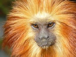 Twycross Zoo in focus