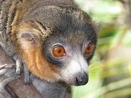 Image result for Nesogenes madagascariensis