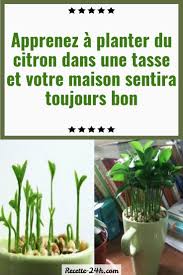 Apprenez A Planter Du Citron Dans Une Tasse Et Votre Maison Sentira Toujours Bon In 2020 Plants Garden Inspiration Water Plants