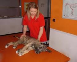 5,490 massage room stock video clips in 4k and hd for creative projects. Tierphysiotherapie Hundesalon Stralsund Stefanie Drews Physiotherapie