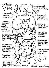 A regional atlas of the human body is sobotta, j. Anatomy Coloring Page Anatomy Coloring Book Anatomy Coloring Pages Child Life Specialist