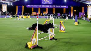 Westminster wins run in wasabi's family. Gbcyqrh8ujxqlm