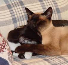 What shots do cats need. Vaccines For Cats We Need To Stop Overvaccinating