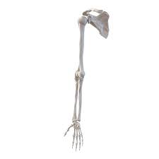 Human Arm Bones 3d Model Arm Bones Female Skeleton Bones