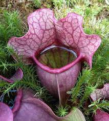 Temptation Plants Carnivorous Plants Unusual Plants