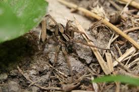 Image result for wolf spider bite skin