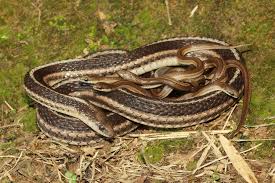 Do garden snakes lay eggs. 8 Unique Species Of Snakes That Don T Lay Eggs Viviparous Snakes