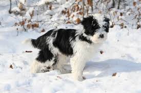 Find tibetan terrier puppies and breeders in your area and helpful tibetan terrier information. Tibetan Terrier Dog Breed Everything About Tibetan Terrier