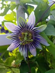 Image result for Brachycorythis angolensis