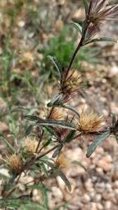 Image result for Dicoma tomentosa