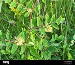 Image result for Astragalus atropilosulus
