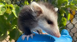 First, they can kill ticks by the thousands. Baby Opossum Sb Wildlife Care Network S Patient Of The Week Edhat
