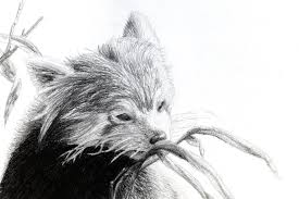 Follow along with us and learn how to draw a red panda.a really cute one! Red Panda Sketch By Delusioninabox On Deviantart