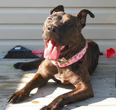 Pit Bulls Parolees Wikipedia