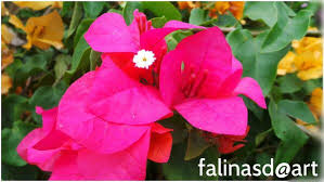 Warna bunga yang berfarian dari tanaman ini sangat memukau banyak orang sehingga tanaman hias ini sering dijadikan bonsai dan. Falina Saudi On Twitter Bougainvillea In Malay Bunga Kertas Direct Translation To English Is Paper Flower My Dad Fav Flower Http T Co Zo4rma9r0x