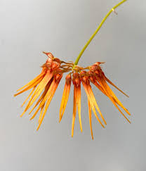 Image result for Bulbophyllum cochleatum