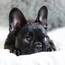 Nylon dog cat harness printed french bulldog harness puppy small dogs harnesses vest for security dog clothes small dog hoodie coat chihuahua dog sweatshirt french bulldog warm. Pet S We Love Top 5 Cutest Small Dog Breeds Cute Small Dogs French Bulldog Puppies Cute Puppies