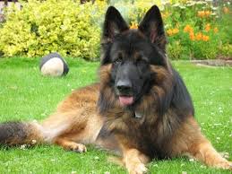 See full list on animalwised.com Belgian Shepherd Dog Tervuren Youtube