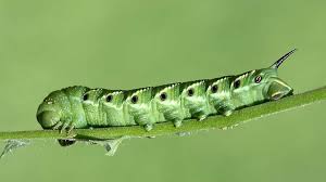 Introducing wasps, ladybugs, or green lacewings to your garden can also help. Tomato Hornworms Wiping Out Manduca Quinquemaculata Epic Gardening